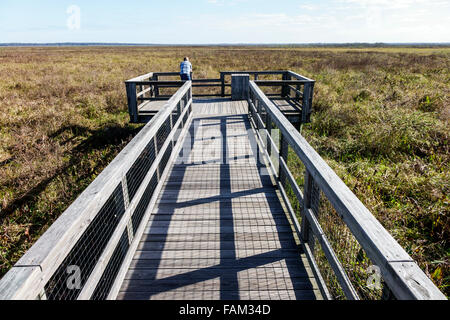 Gainesville Florida, Paynes Prairie Preserve state Park, passeggiata nella natura, paesaggio naturale, adulti uomini uomini uomini uomini uomini adulti, visitatori viaggi tour touri Foto Stock