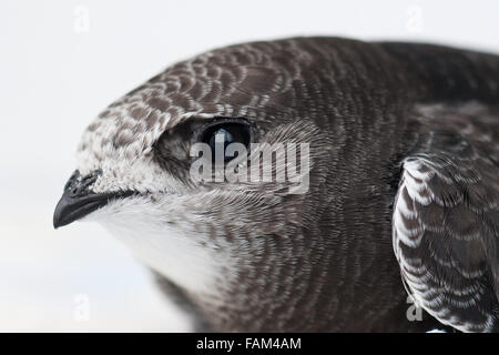 I capretti comune, Swift Apus apus ritratto Foto Stock