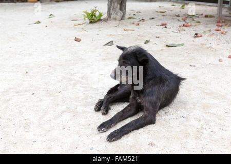 Presso il tempio di buddha soggiorno un cane di strada Foto Stock