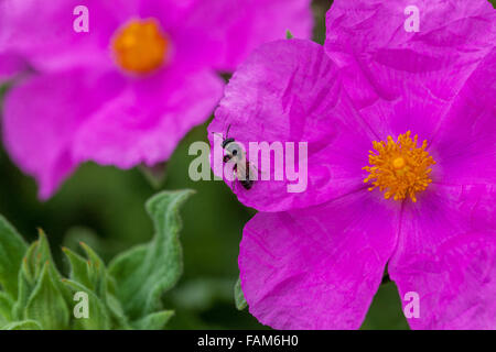 Rock Rose, Cistus incanus 'Sunset" Foto Stock