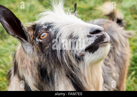 Muso di capra Foto Stock