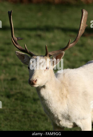 Bianco rari esemplari di daini cervi nel parco con cervi mandria. Foto Stock