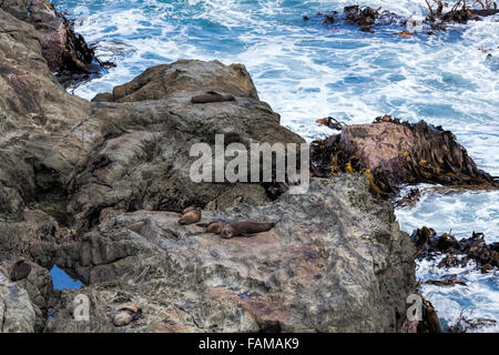 Nuova Zelanda pelliccia sigillo (Arctocephalus forsteri) Foto Stock