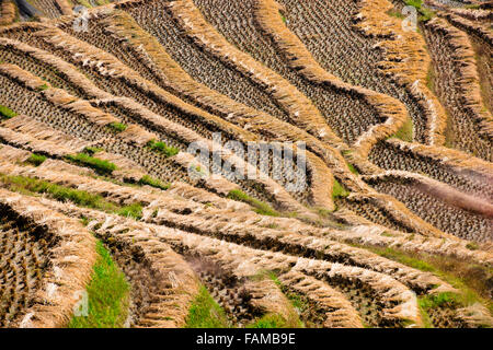 Jinkeng (Dazhai) Red Yao campi terrazzati,zona circostante,terrazze di riso raccolti Zhuang e Yao villaggi,Longsheng,Guangxi,Cina Foto Stock