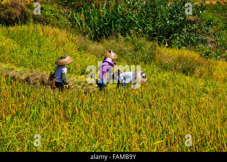 Jinkeng (Dazhai) Red Yao campi terrazzati,zona circostante,terrazze di riso raccolti Zhuang e Yao villaggi,Longsheng,Guangxi,Cina Foto Stock