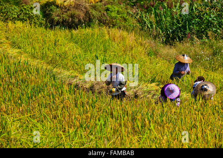 Jinkeng (Dazhai) Red Yao campi terrazzati,zona circostante,terrazze di riso raccolti Zhuang e Yao villaggi,Longsheng,Guangxi,Cina Foto Stock