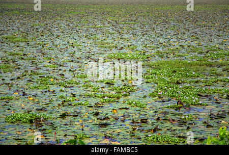 Backwaters nel Kerala, India. Le lagune sono una rete estesa di 41 ovest ad incastro che scorre fiumi, laghi e canali th Foto Stock