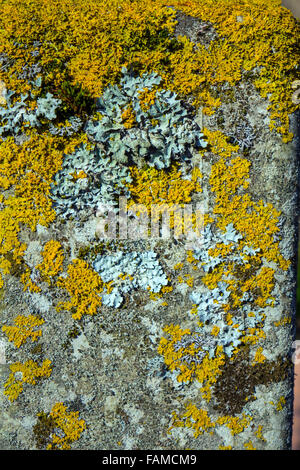 Grigio Grigio e giallo licheni crescono su rock Foto Stock