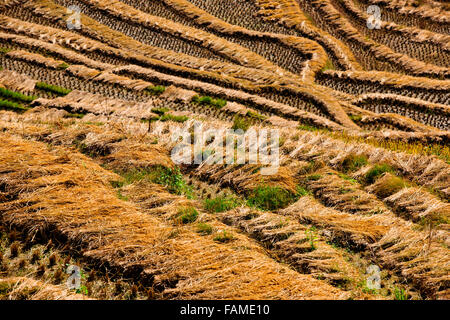 Jinkeng (Dazhai) Red Yao campi terrazzati,zona circostante,terrazze di riso raccolti Zhuang e Yao villaggi,Longsheng,Guangxi,Cina Foto Stock