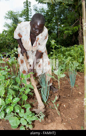 Keniote donna vedova lavorando nel suo orto, lavorando fuori erbacce. Kenya. Foto Stock