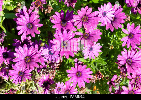 Daisy africana o Osteospermum fiori. Foto Stock