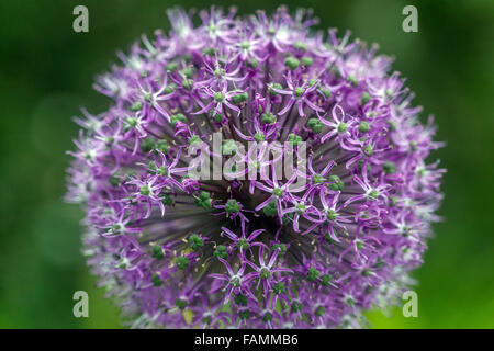 Allium giganteum "Gladiator' Foto Stock