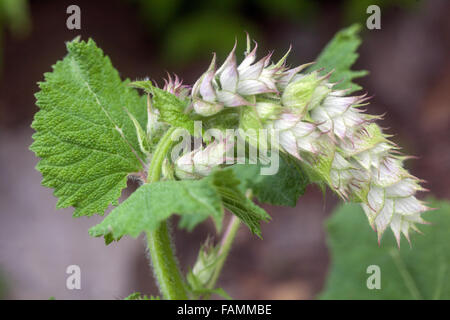 Salvia sclarea, Clary salvia primo piano fiore giugno Foto Stock