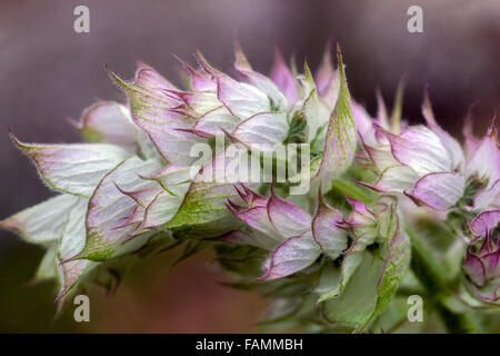 Salvia sclarea fiore, Clary Sage primo piano fiore germoglio su Foto Stock