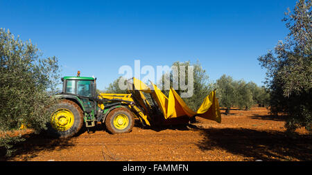 La raccolta meccanizzata delle olive in impianti agricoli. Spagna Foto Stock