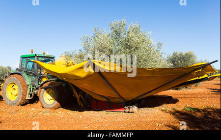 La raccolta meccanizzata delle olive in impianti agricoli in Spagna Foto Stock