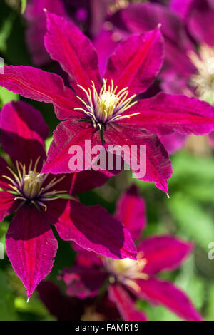 La clematide 'Niobe' colore borgogna fiori Foto Stock