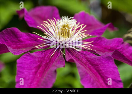 La clematide 'Niobe' Foto Stock