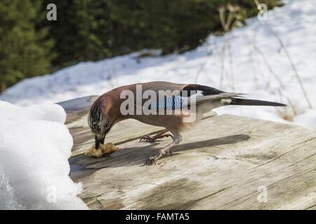 Eurasian Jay d'inverno. La Eurasian Jay specie di uccelli (Garrulus glandarius). Foto Stock