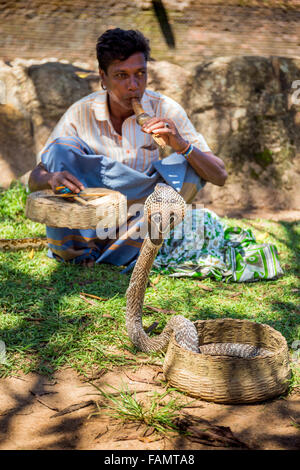 Il serpente incantatore, Anuradhapura Città patrimonio mondiale UNESCO, Sri Lanka Foto Stock