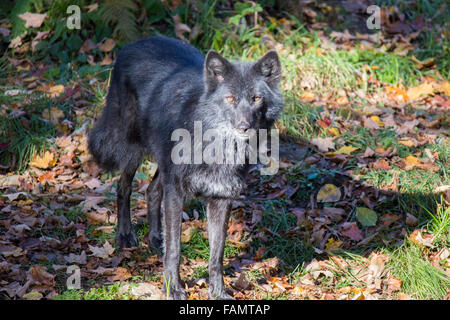 Legno nero wolf nella foresta di autunno Foto Stock