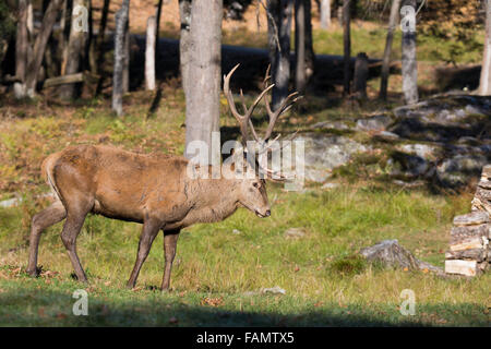 Bull rosso cervo (Cervus elaphus) in autunno Foto Stock