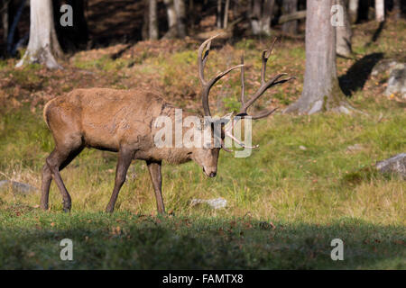 Bull rosso cervo (Cervus elaphus) in autunno Foto Stock