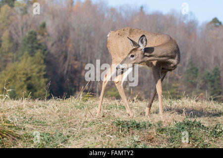 Cervi dalla coda bianca (Odocoileus virginianus) in autunno Foto Stock