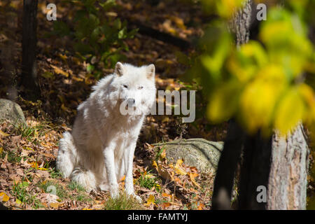 Quebec, Canada, a nord, freddo, più freddo Foto Stock