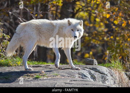 Quebec, Canada, a nord, freddo, più freddo Foto Stock