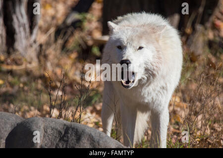 Quebec, Canada, a nord, freddo, più freddo Foto Stock