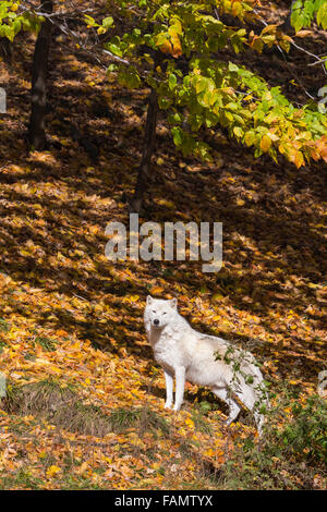 Quebec, Canada, a nord, freddo, più freddo Foto Stock