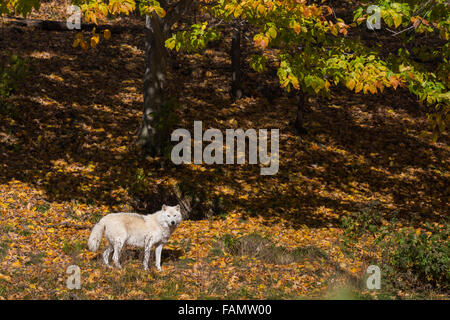 Quebec, Canada, a nord, freddo, più freddo Foto Stock