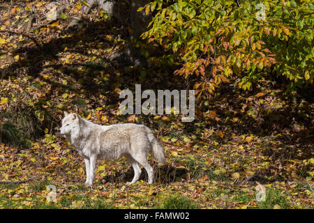 Quebec, Canada, a nord, freddo, più freddo Foto Stock