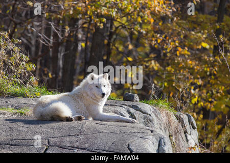 Quebec, Canada, a nord, freddo, più freddo Foto Stock