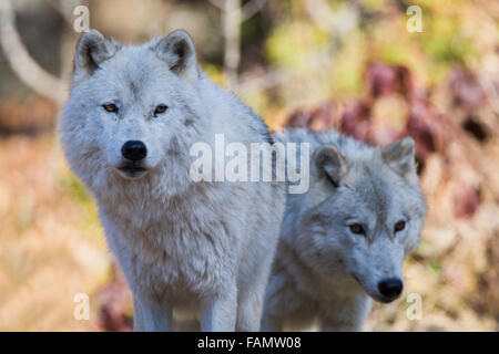 Quebec, Canada, a nord, freddo, più freddo Foto Stock