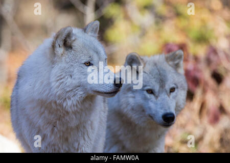 Quebec, Canada, a nord, freddo, più freddo Foto Stock