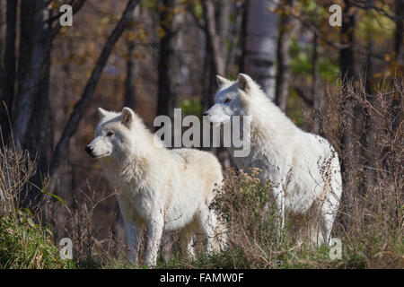 Quebec, Canada, a nord, freddo, più freddo Foto Stock