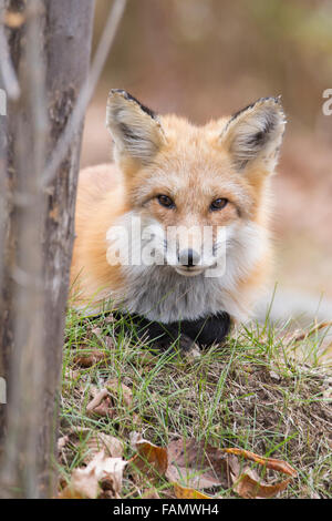 Quebec, Canada, a nord, freddo, più freddo Foto Stock