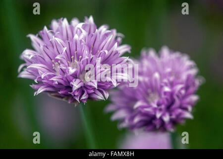 Allium schoenoprasum aglio erba cipollina, Cinese di erba cipollina Foto Stock