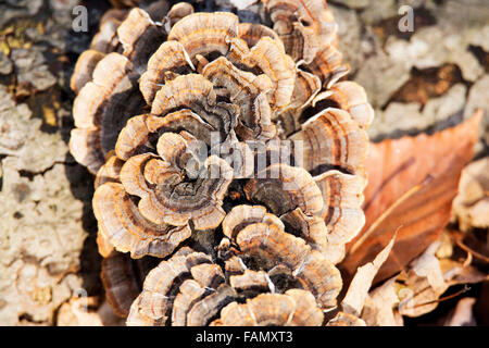 Primo piano di alcuni funghi che crescono su un albero. Foto Stock