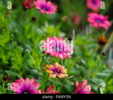 Rosa e viola / Osteospermum Cape Daisy della Astra Outback varietà porpora, alcune gemme e alcuni in Bloom, subito dopo la caduta di pioggia. Foto Stock