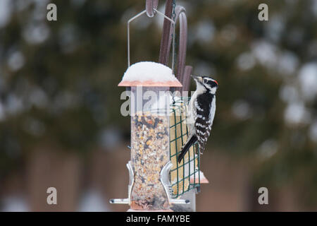 Picchio roverella (Picoides pubescens) in inverno. Foto Stock