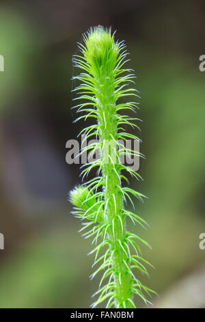 Giovane foglia di felce close up sullo sfondo Foto Stock