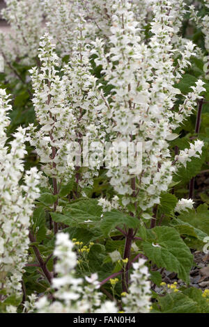 Bianco Salvia sclarea fiori Clary salvia in fiore Foto Stock