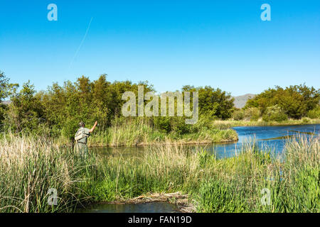 Idaho, Bellevue, Silver Creek preservare, pescatore a mosca la pesca alla trota Foto Stock