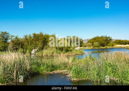 Idaho, Bellevue, Silver Creek preservare, pescatore a mosca la pesca alla trota Foto Stock