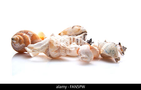 Un assortimento di conchiglie di mare su sfondo bianco Foto Stock