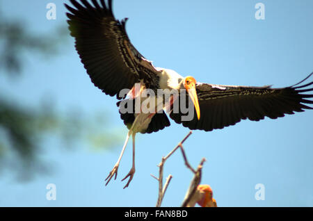 Dipinto di cicogne (Mycteria leucocephala) in volo, diga ujani lagune, bhigwan, Maharashtra, India Foto Stock