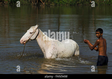 Ragazzo la balneazione un cavallo nel fiume, Kolhapur, Maharashtra, India Foto Stock